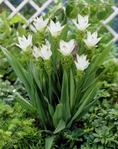 4x tulp siamoise 'Curcuma white wonder' - Bulbes à fleurs et plantes BULBi® avec garantie de floraison
