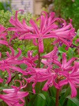 50x Amarine 'Amarine belladiva'  - BULBi® bloembollen en planten met bloeigarantie