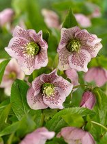 12x Vaste planten 'Helleborus orientalis'  - BULBi® bloembollen en planten met bloeigarantie