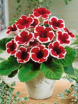 16x Sinningia Speciosa 'Gloxinia kaiser friedrich' - BULBi® bloembollen en planten met bloeigarantie