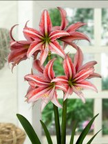 3x Hippeastrum 'Sweet lilian' - BULBi® bloembollen en planten met bloeigarantie