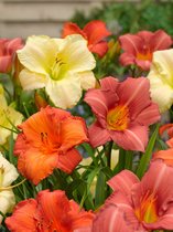 18x Daglelies 'Hemerocallis mix'  - BULBi® bloembollen en planten met bloeigarantie