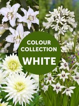 61x Collecties 'Zomercollectie wit'  - BULBi® bloembollen en planten met bloeigarantie