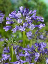 15x Afrikaanse lelie 'Agapanthus africanus dr. brouwer' - BULBi® bloembollen en planten met bloeigarantie