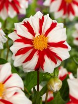 30x Dahlia 'Fire & ice'  - BULBi® bloembollen en planten met bloeigarantie