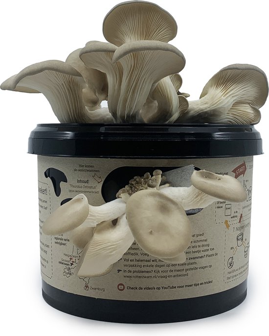 Kit de culture de pleurotes - Cultivez vos propres champignons sur du marc  de café 