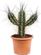 Cactus Stetsonia Coryne S 65 cm tuinplant