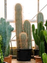 Cactus Trichocereus Paracana 160 cm tuinplant