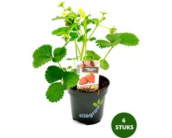 Aardbeiplant Korona – Zomerdragende Aardbei Plantjes voor Moestuin of Balkon – Geschikt voor Pot en Volle Grond – 6 Stuks
