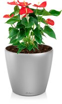 Anthurium rood in watergevende Classico zilver | Flamingoplant