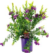 Plant in a Box - Polygala myrtifolia ' Bibi Pink ´ - Arbuste persistant - Pot ⌀14cm - Hauteur ↕ 35-50cm