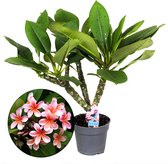 Plant in a Box - Plumeria Hawaiien - Frangipani - Pot ⌀17cm - Hoogte ↕ 35-45cm - Bloeiende kamerplant
