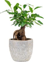 Ficus Ginseng + Rustieke sierpot - Bonsai boompje - 30cm hoog - Ø12cm - Ficus Microcarpa - Makkelijke kamerplant