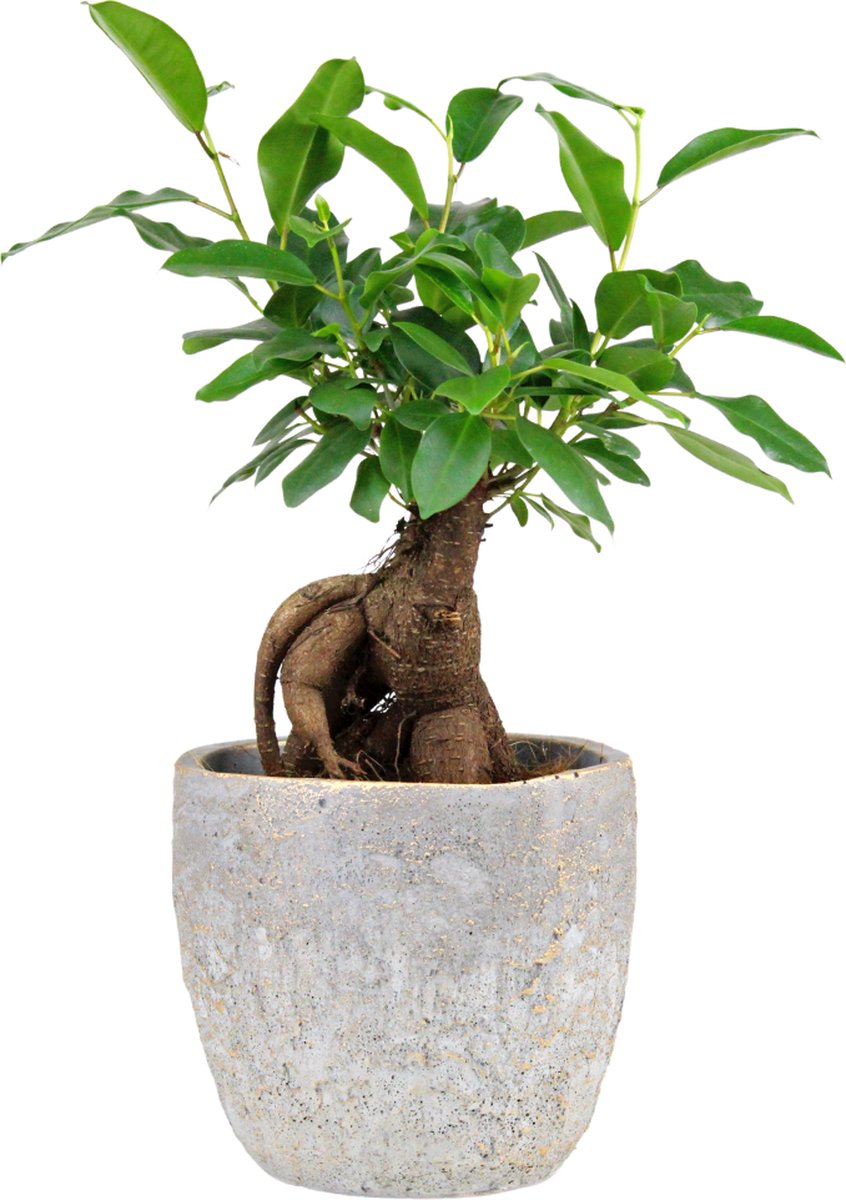 Bonsai Ficus 'Ginseng' – Kamerplant ⌀12 Cm, Hoogte 25-35 Cm, Onderhoudsvriendelijk, Houdt Van Licht En Water