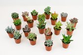 Vetplanten/Succulenten mix - 5.5 cm x 20 Planten