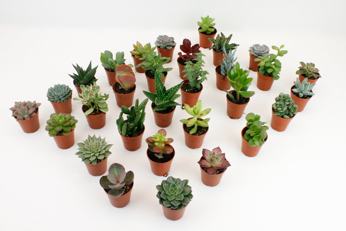 Vetplanten/Succulenten mix - 5.5 cm x 30 Planten