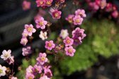 6 x Saxifraga 'Blütenteppich' - Mossteenbeek in pot 9 x 9 cm