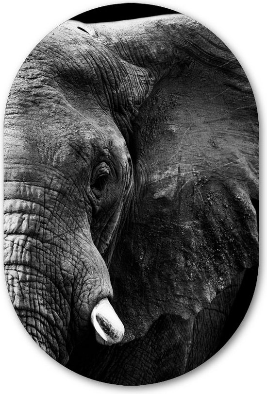 Wandovaal Half Elephant - WallCatcher | Acrylglas 100x150 cm | Ovalen schilderij | Muurovaal helft van Olifant zwart wit