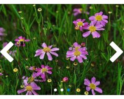6 x Coreopsis rosea 'American Dream' - MEISJESOGEN - pot 9 x 9 cm