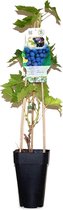 Blauwe druif - Vitis Rembrandt - druivenplant - druivenstruik - eigen fruit kweken - Potmaat ø15 - planthoogte 65cm - winterhard
