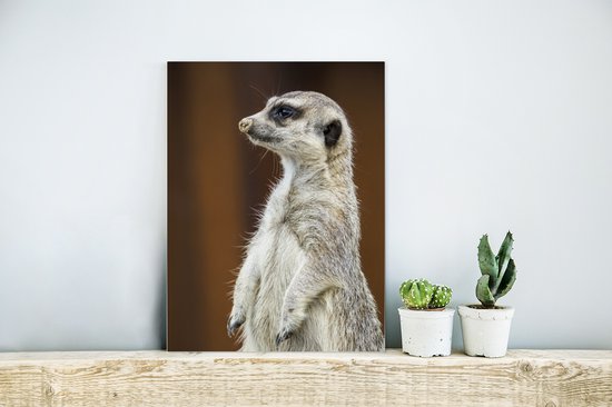 Vue latérale d'un Suricate Aluminium 30x40 cm - petit - Tirage photo sur Aluminium (décoration murale métal)