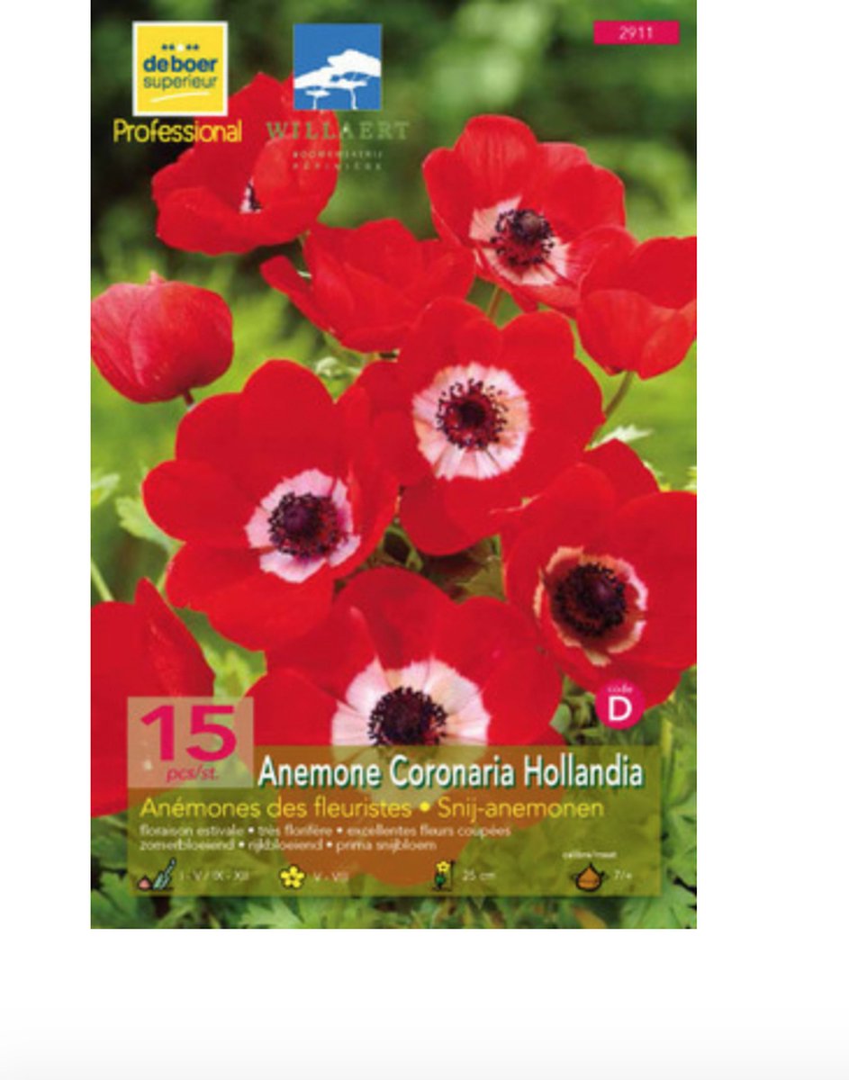 ANEMONE HYBR. 'HOLLANDIA' - Snij-anemonen - BLOEMBOL 15 stuks