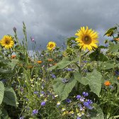 Sun Flower - Veldbloemen Zaden Wilde Bloemen - 100 gram - 50 vierkante meter - Eénjarig