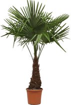 Winterharde palmboom - Waaierpalm - ±170cm hoog - 30cm diameter