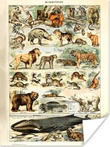 Poster Dieren - Vintage - Adolphe Millot - Tijger - Leeuw - 30x40 cm