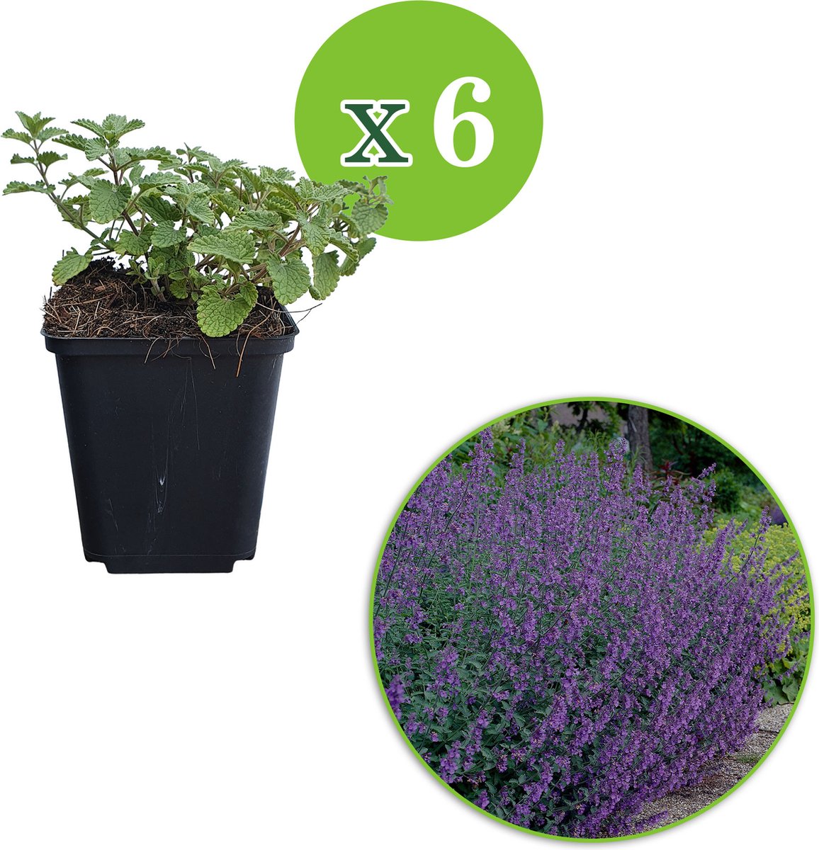 6x Nepeta x faassenii "Walker's Low" Kattenkruid Planten