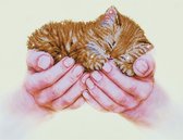 DIAMOND DOTZ Precious Kitten - Diamond Painting - 4.888 Dotz - 52x40 cm