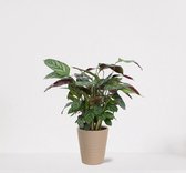 Calathea Compactstar in sierpot Babe Zand – luchtzuiverende kamerplant – pauwenplant – living plant - ↕35-45cm - Ø13 – geleverd met plantenpot – vers uit de kwekerij