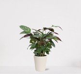 Calathea Compactstar in sierpot Babe Wit – luchtzuiverende kamerplant – pauwenplant – living plant - ↕35-45cm - Ø13 – geleverd met plantenpot – vers uit de kwekerij