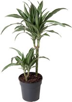 Kamerplant van Botanicly – Drakenboom – Hoogte: 60 cm – Dracaena fragrans Ulises