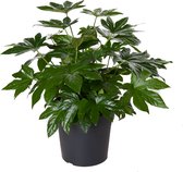 Kamerplant van Botanicly – Vingerplant – Hoogte: 70 cm – Fatsia japonica