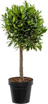 Kamerplant van Botanicly – Laurier – Hoogte: 70 cm – Laurus Nobilis