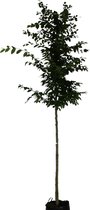 Beukenboom - Carpinus Betulus | Omtrek: 10-14 cm | Hoogte: 400 cm