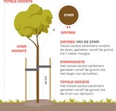 Bomenpakket moderne tuin - 3 stuks | Default