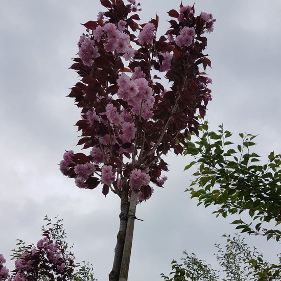 Prunus serrulata 'Kanzan' | Japanse sierkers - Boomkwekerijen M. van Prunus serrulata 'Kanzan' | Japanse sierkers - Boomkwekerijen M. van