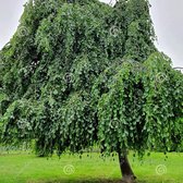 Groene treurbeuk - Fagus syl. Pendula | Omtrek: 18-25 cm | Hoogte: 400 cm