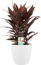 Cordyline Tango Toef in ELHO sierpot (wit)