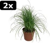 2x CYPER ALT ZUM KITTY GRASS