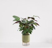Calathea Compactstar in luxe sierpot Emma Groen – luchtzuiverende kamerplant – pauwenplant – living plant - ↕35-45cm - Ø13 – geleverd met plantenpot – vers uit de kwekerij