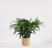 Calathea Blue Grass in luxe sierpot Liam Vanille – luchtzuiverende kamerplant – pauwenplant – living plant - ↕35-45cm - Ø13 – geleverd met plantenpot – vers uit de kwekerij