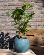 TOODAY Theeplant in pot Martijn grijs/blauw