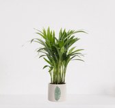 Areca in sierpot Manon Groen – luchtzuiverende kamerplant – eenvoudig te onderhouden Goudpalm - ↕35-50cm - Ø13 – geleverd met plantenpot – vers uit de kwekerij