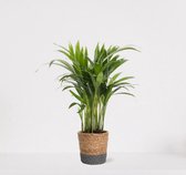 Areca in siermand Amber Grijs – luchtzuiverende kamerplant – eenvoudig te onderhouden Goudpalm - ↕35-50cm - Ø13 – geleverd met plantenpot – vers uit de kwekerij