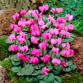 3x Cyclamen hederifolium | Cyclamen Winterhard | Roze Bloem | Cyclamen Bollen | Zomerbloeier