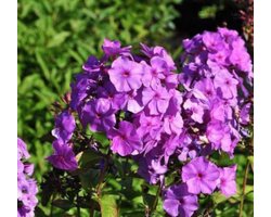6 x Phlox paniculata 'Amethyst' - VLAMBLOEM - pot 9 x 9 cm