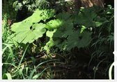6 x Petasites hybridus - Groot Hoefblad, Pestwortel, Allemansverdriet in pot 9 x 9 cm